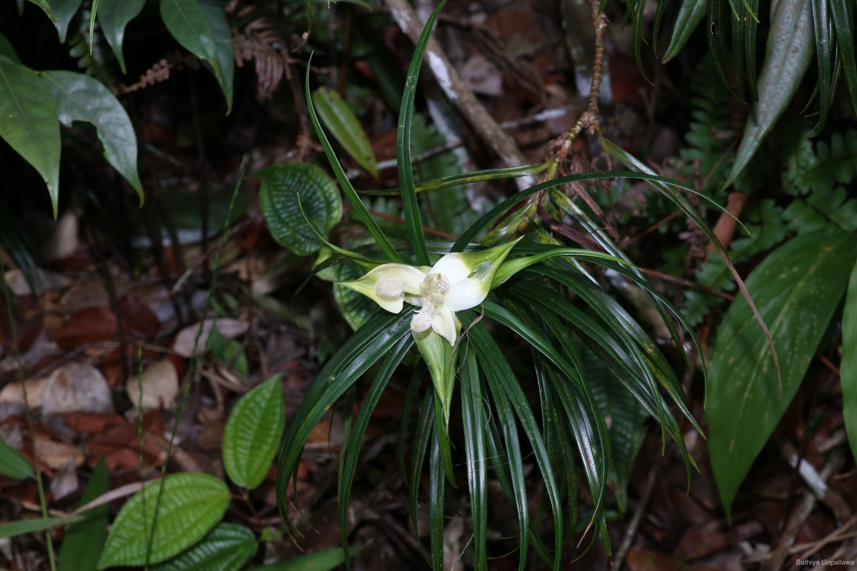 Freycinetia pycnophylla Solms